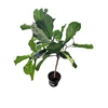 Kép 2/2 - Lantlevelű fikusz (Ficus lyrata)