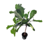 Kép 2/2 - Lantlevelű fikusz (Ficus lyrata)