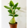 Kép 1/3 - Hydnophytum Papuanum - Hangyanövény