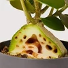 Kép 3/3 - Hydnophytum_Papuanum_