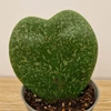 Kép 2/2 - Hoya Kerrii Splash