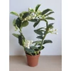 Kép 1/3 -  Tarka levelű koszorúfutóka (Stephanotis floribunda)