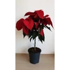 Kép 1/9 - Mikulásvirág (Euphorbia pulcherrima)