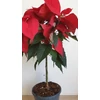 Kép 2/9 - Mikulásvirág (Euphorbia pulcherrima)