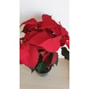 Kép 3/9 - Mikulásvirág (Euphorbia pulcherrima)
