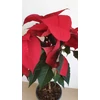 Kép 4/9 - Mikulásvirág (Euphorbia pulcherrima)