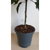 Kép 5/9 - Mikulásvirág (Euphorbia pulcherrima)