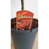 Kép 6/9 - Mikulásvirág (Euphorbia pulcherrima)