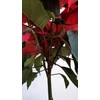 Kép 7/9 - Mikulásvirág (Euphorbia pulcherrima)
