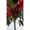 Kép 7/9 - Mikulásvirág (Euphorbia pulcherrima)