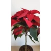 Kép 8/9 - Mikulásvirág (Euphorbia pulcherrima)