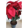 Kép 9/9 - Mikulásvirág (Euphorbia pulcherrima)