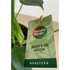 Kép 2/5 - Könnyezőpálma (monstera)