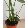 Kép 3/5 - Könnyezőpálma (monstera)