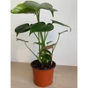 Kép 1/5 - Könnyezőpálma (monstera)