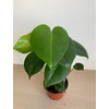 Kép 4/5 - Könnyezőpálma (monstera)