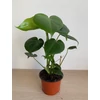 Kép 5/5 - Könnyezőpálma (monstera)