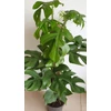 Kép 2/7 - Monstera Minima – Rhaphidophora tetrasperma