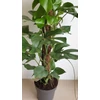 Kép 3/7 - Monstera Minima – Rhaphidophora tetrasperma
