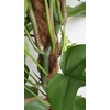 Kép 4/7 - Monstera Minima – Rhaphidophora tetrasperma