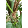 Kép 5/7 - Monstera Minima – Rhaphidophora tetrasperma