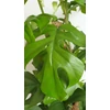 Kép 7/7 - Monstera Minima – Rhaphidophora tetrasperma