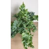 Kép 2/5 - Phlebodium aureum ‘Davana’ Narancspötty páfrány