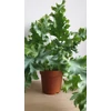 Kép 1/5 - Phlebodium aureum ‘Davana’ Narancspötty páfrány