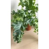Kép 3/5 - Phlebodium aureum ‘Davana’ Narancspötty páfrány