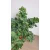 Kép 4/5 - Phlebodium aureum ‘Davana’ Narancspötty páfrány