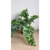 Kép 5/5 - Phlebodium aureum ‘Davana’ Narancspötty páfrány