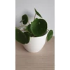 Kép 2/4 - penzlevelu_pilea_