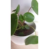 Kép 1/4 - Pénzlevelű pilea (Pilea peperomioides)