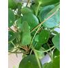 Kép 4/4 - penzlevelu_pilea_