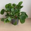 Kép 1/4 - Pénzlevelű pilea (Pilea peperomioides)