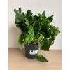 Kép 1/6 - Philodendron selloum ’Atom’