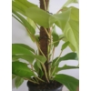 Kép 4/4 - Philodendron Malay Gold