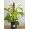 Kép 1/4 - Philodendron Malay Gold