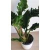 Kép 4/5 - philodendron_narrow_1