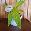 Kép 1/3 - ( Philodendron erubescens 'Painted Lady