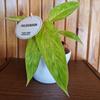 Kép 1/3 - ( Philodendron erubescens 'Painted Lady