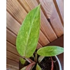 Kép 2/3 - ( Philodendron erubescens 'Painted Lady