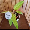 Kép 3/3 - ( Philodendron erubescens 'Painted Lady
