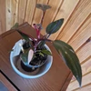 Kép 2/3 - Philodendron pink princess