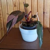 Kép 1/3 - Philodendron pink princess