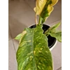 Kép 2/4 - philodendron_ring_of_fire_