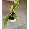 Kép 1/4 - philodendron_ring_of_fire_