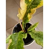 Kép 3/4 - philodendron_ring_of_fire_