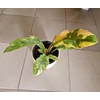 Kép 4/4 - philodendron_ring_of_fire_