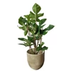 Kép 1/4 - Philodendron_squamiferum